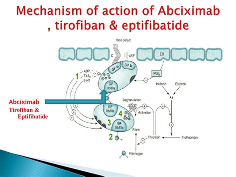 tirofiban mechanism of action